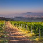 Chianti Vineyard in the Tuscan Hills on a Summer Morning