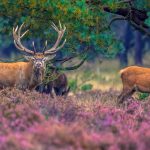 Strong male with female Red deer (Cervus elaphus) in field of heathland in National Park Hoge Veluwe, Netherlands