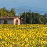 House in Field of Sunflowers in Tuscany Landscape, Italy